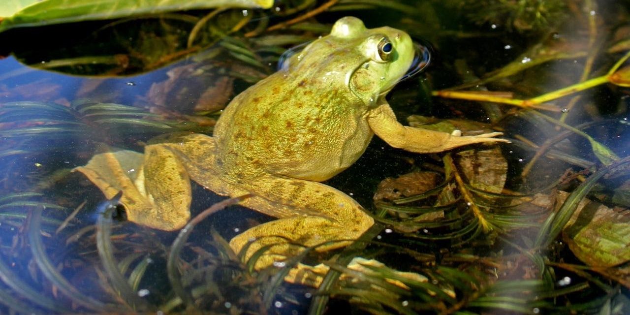 Frog on Oxbow Creek (2) Frog on Oxbow Creek (2)